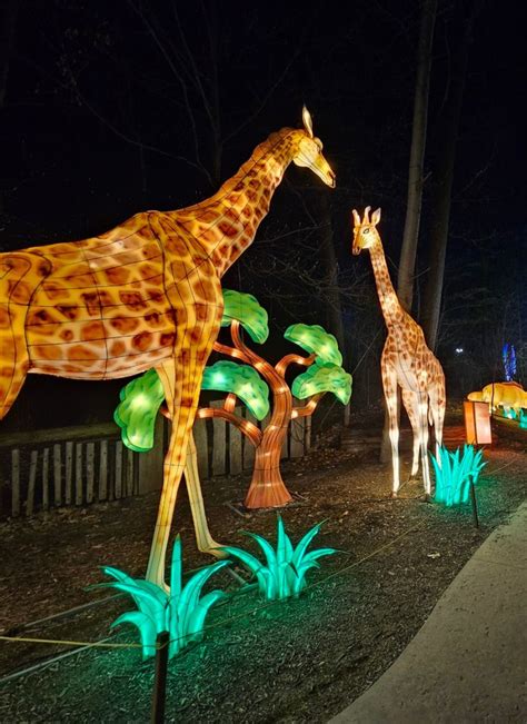 John ball zoo lantern festival - Grand Rapids Lantern Festival Tickets Now On Sale. WELCOME TO. JOHN BALL ZOO. Inspiring our community to be actively engaged in the conservation of wildlife and our …